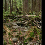 prales v ČR podmínkách